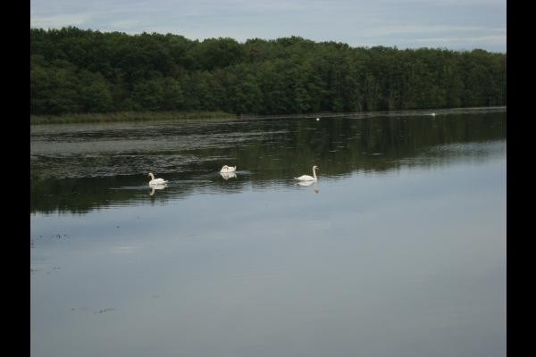 Etang de Bresse jurassienne: sa faune, sa flore