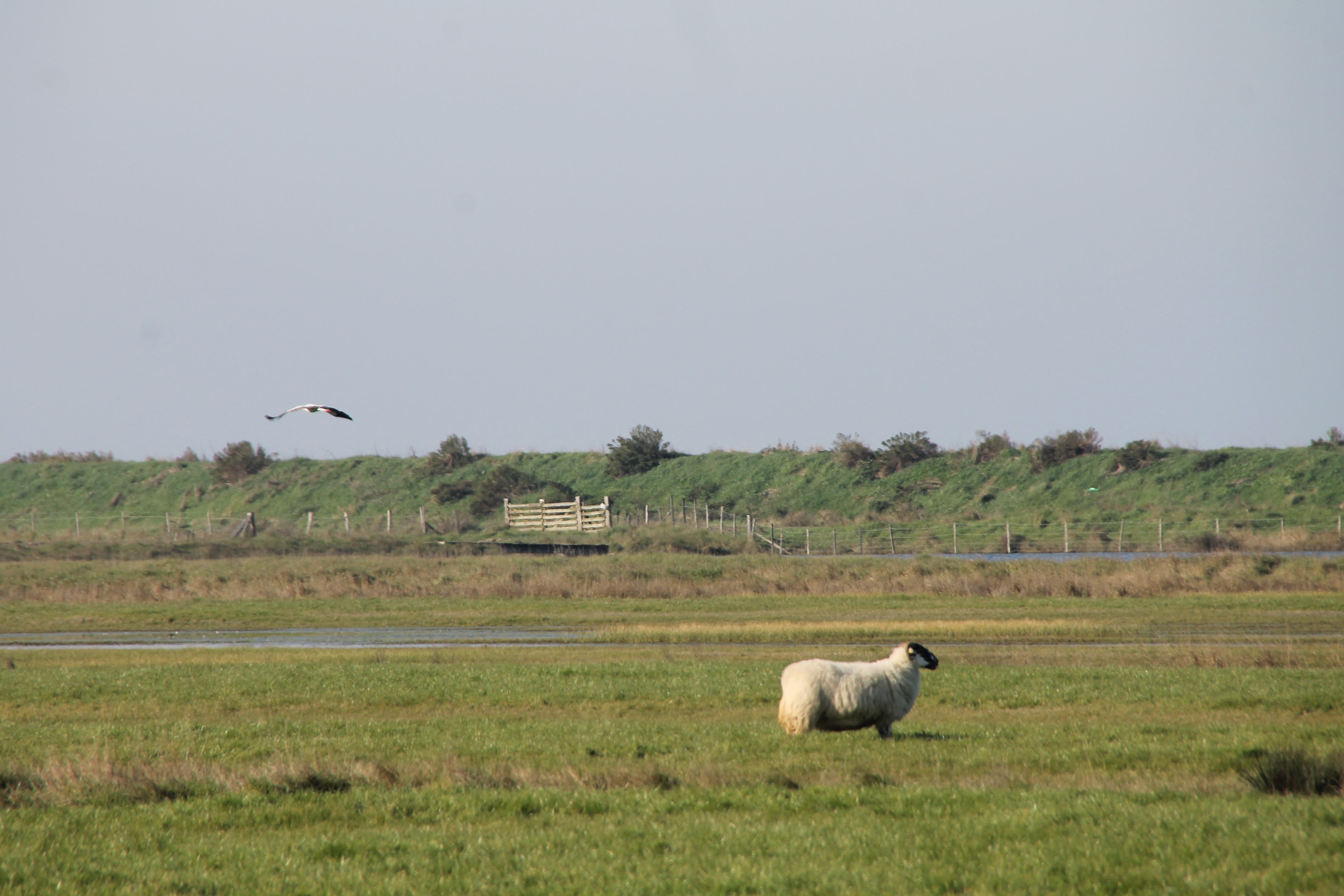 réserve naturelle Moëze Oléron