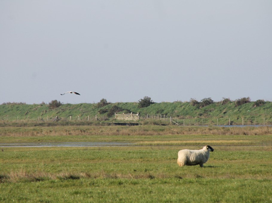 réserve naturelle Moëze Oléron
