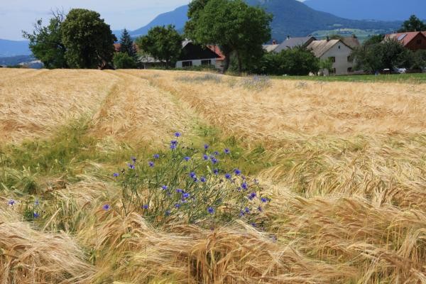 Champs de blé...