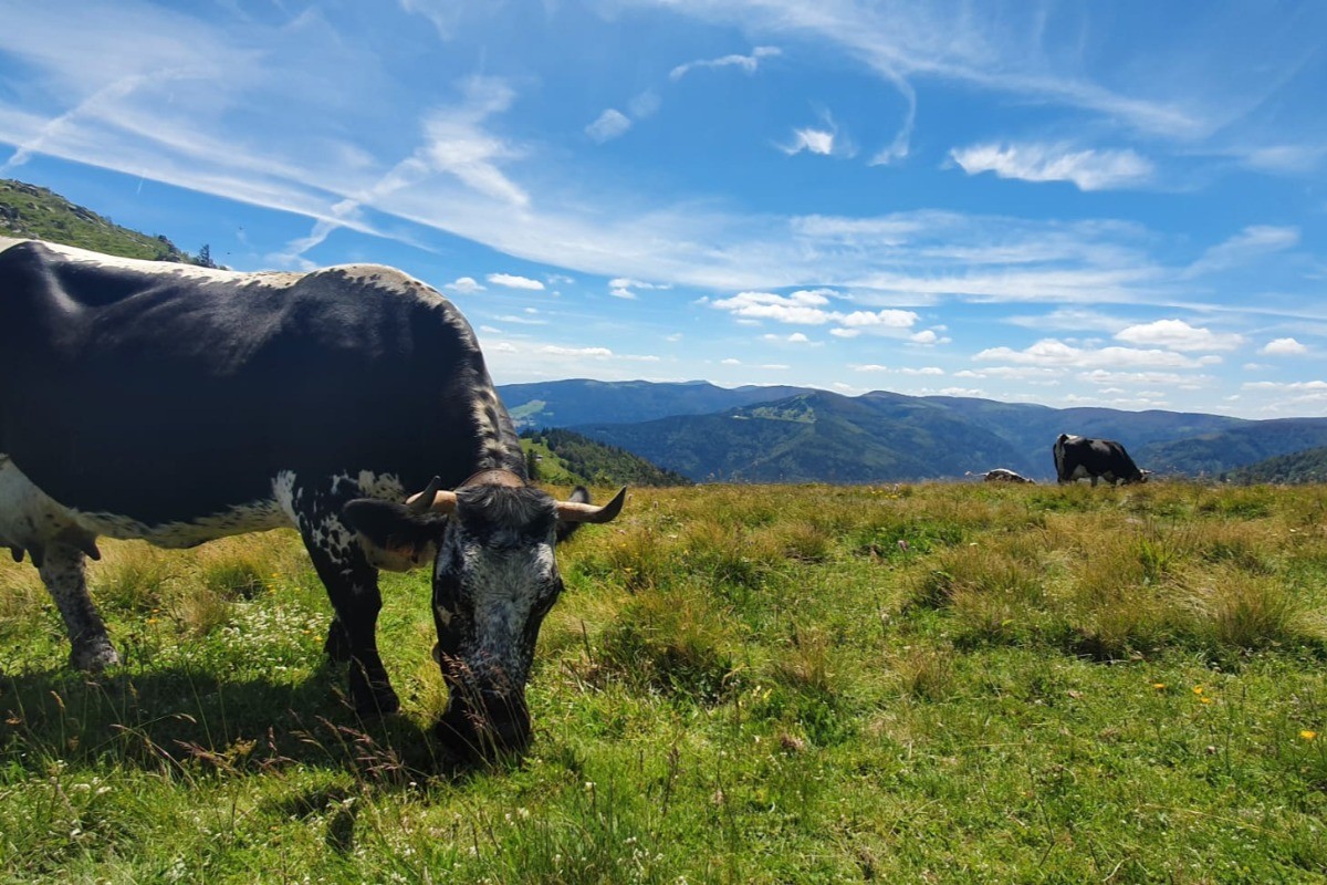 Chalet Ecureuil - Les alentours