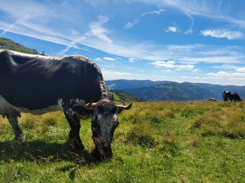 Chalet Ecureuil - Les alentours