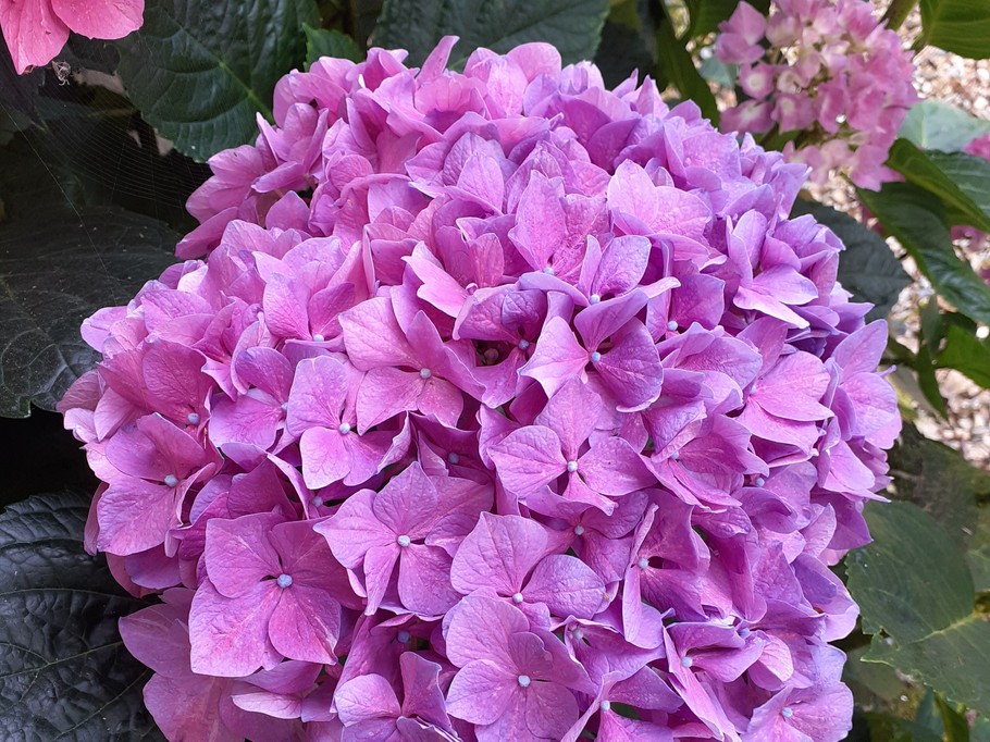 au jardin de BrAd en Brière