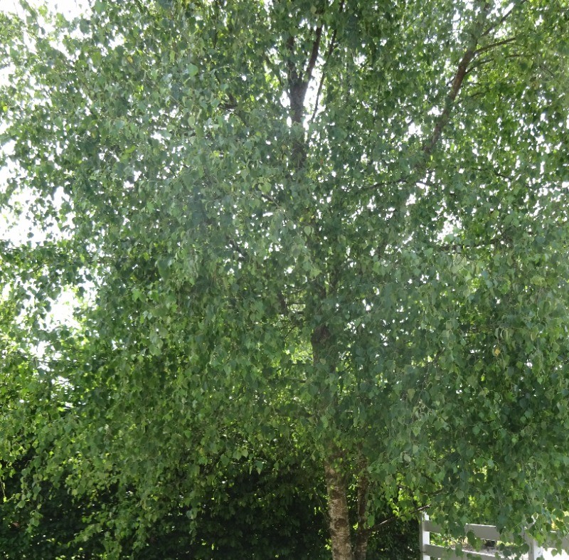 Photo n° 14 de la location