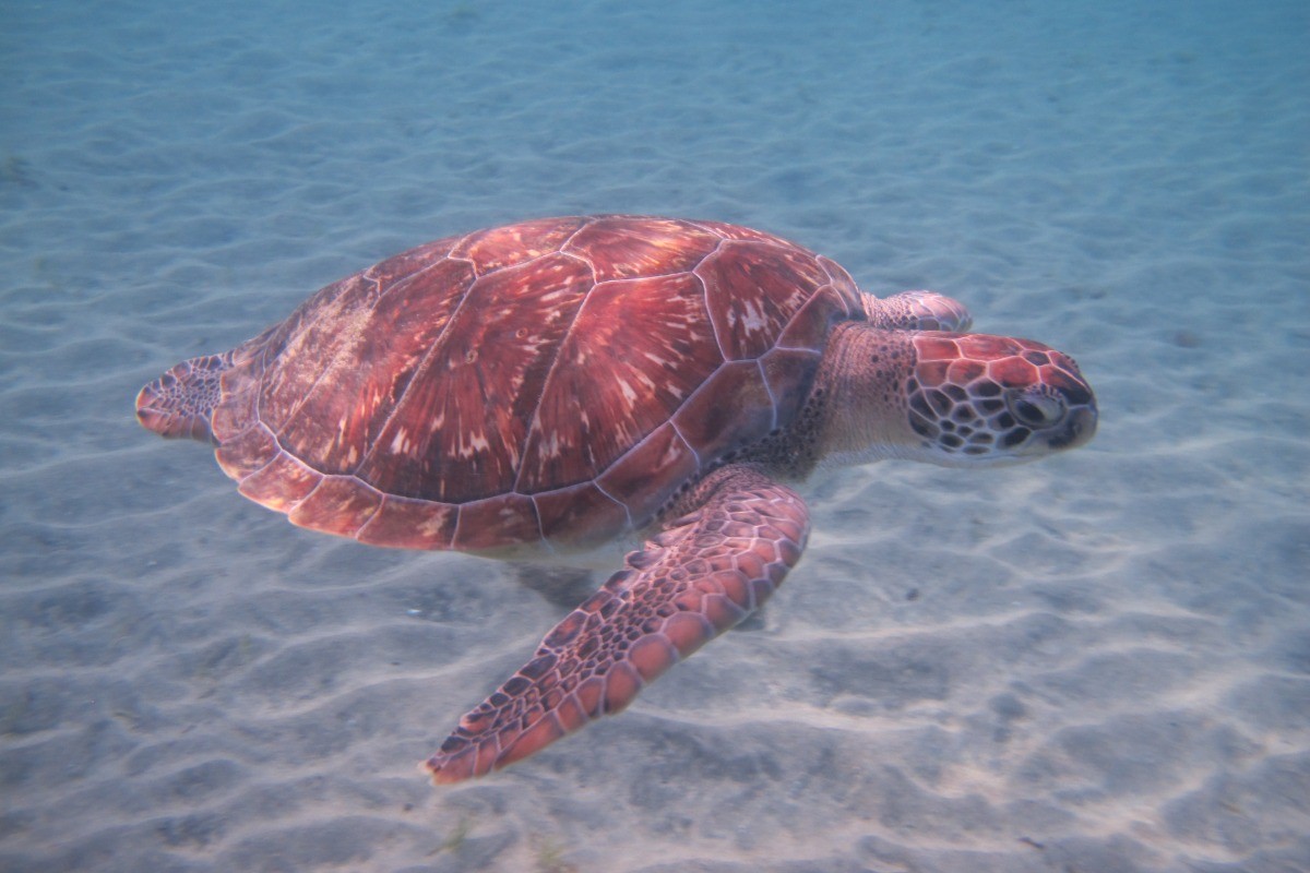Tortue verte dans la baie de Grande Anse