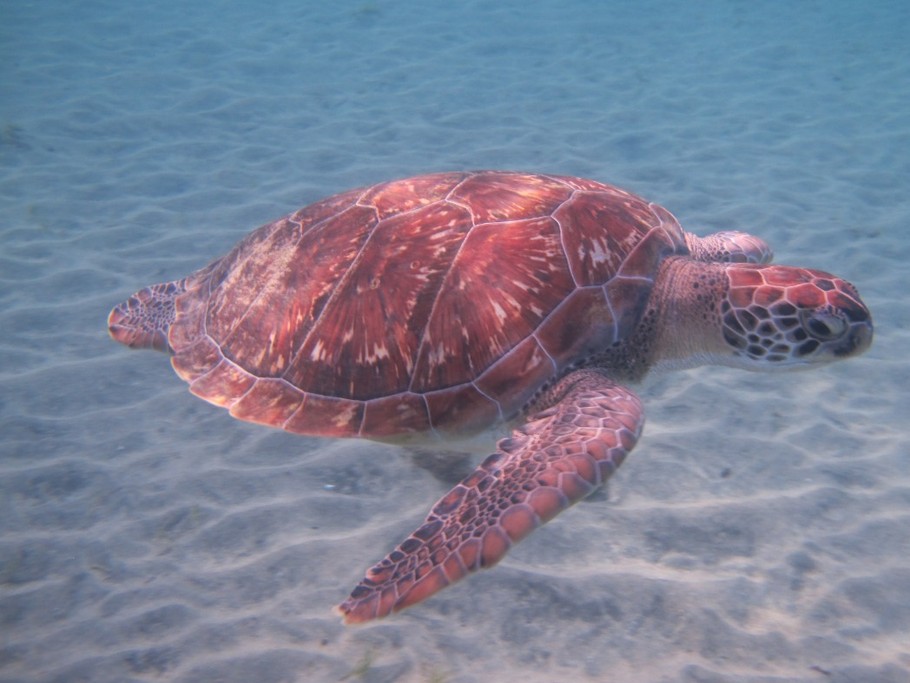 Tortue verte dans la baie de Grande Anse