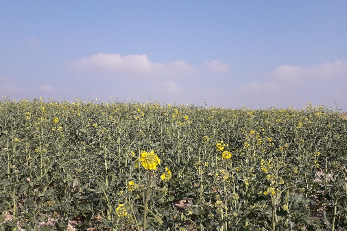 Colza en fleurs
