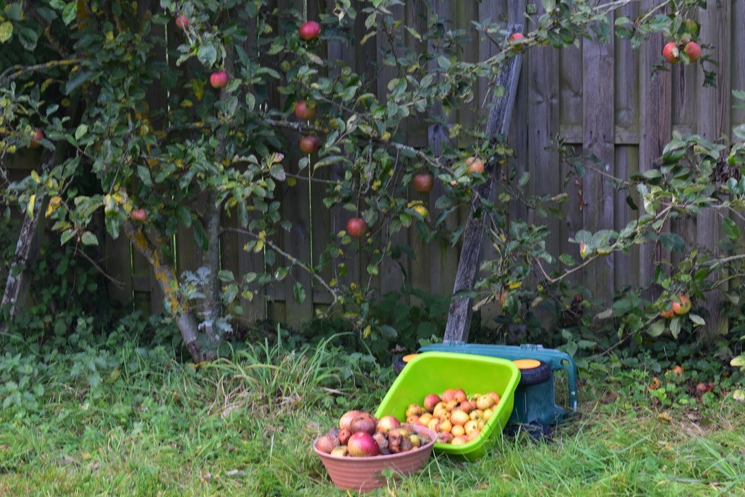 Cueillette de pommes ou de mûres...