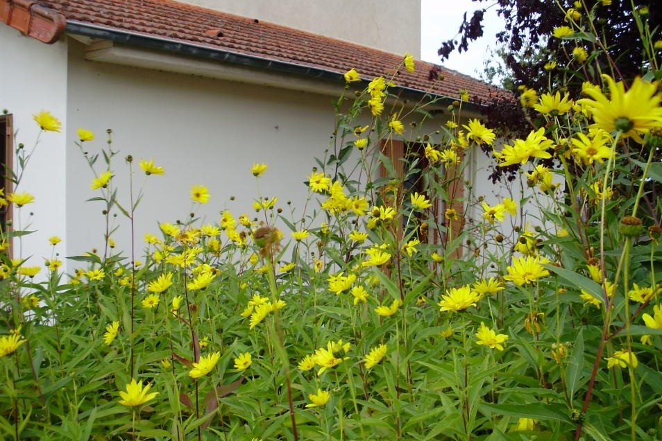 Résidence Les Floralies à Néris-les-Bains idéal pour cures thermales - Les Pensées