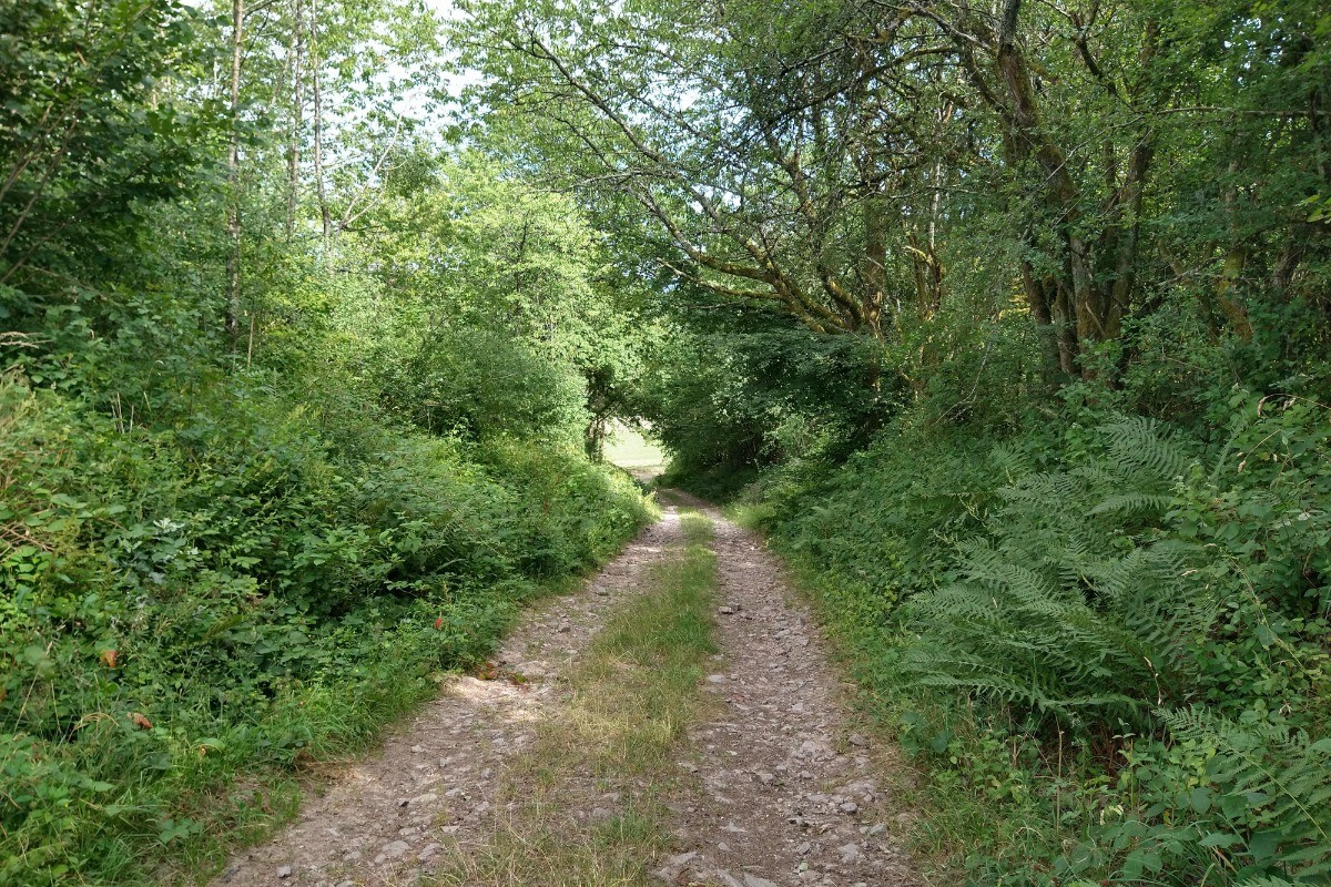 Ballades en forêt - Gite des Roches