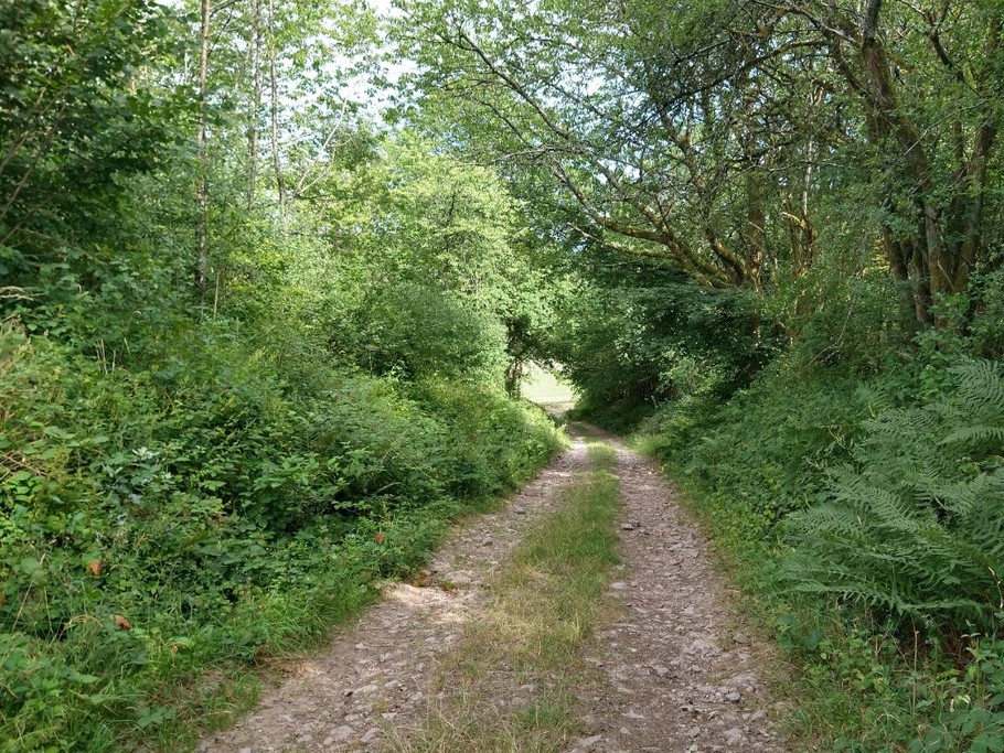 Ballades en forêt - Gite des Roches