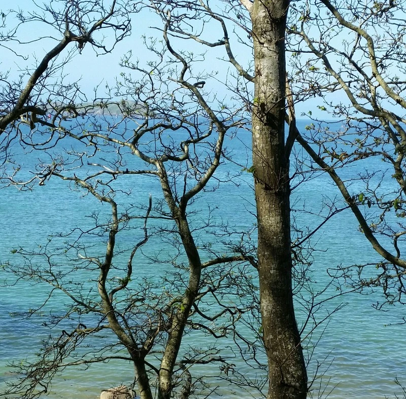 Location "Île verte" dans la maison de Marilou en plein coeur de ville (Côtes d'Armor, Bretagne) - Balade sur la côte de Granit rose