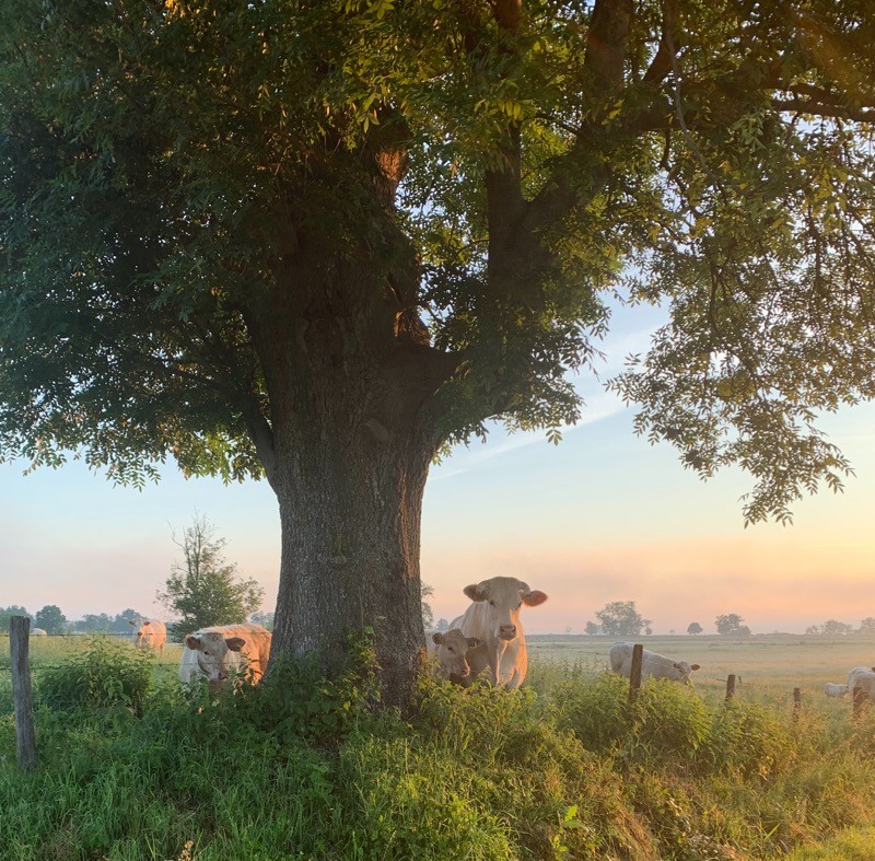 Nos voisines, les Charolaises