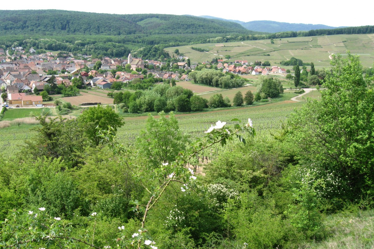 ORSCHWIHR AU COEUR DU  VIGNOBLE