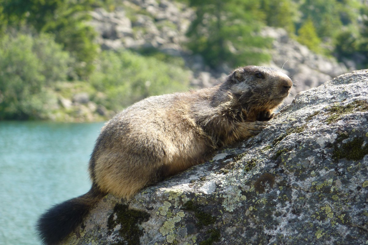 Marmotte