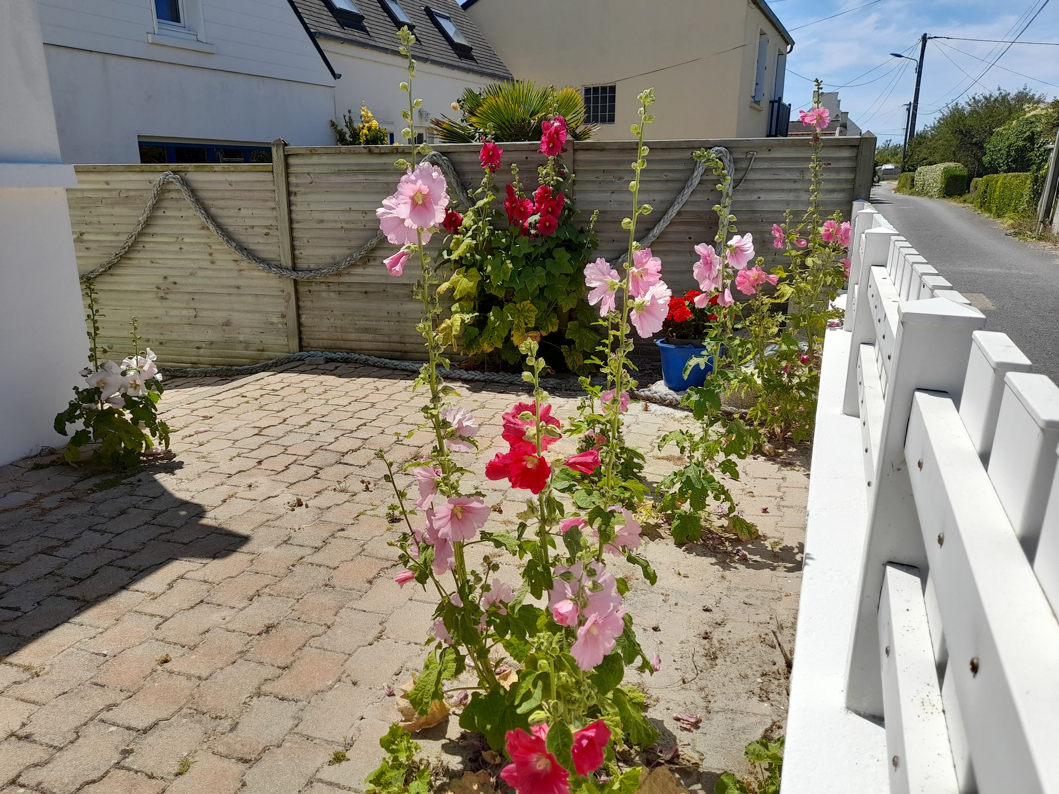 Roses trémières Nord