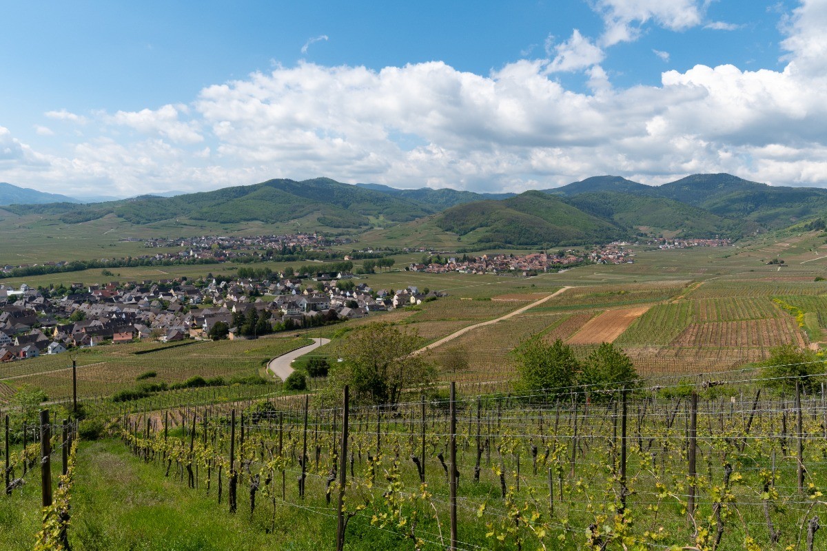 Vignoble