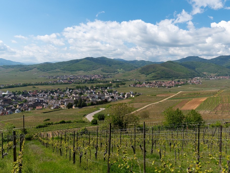 Vignoble