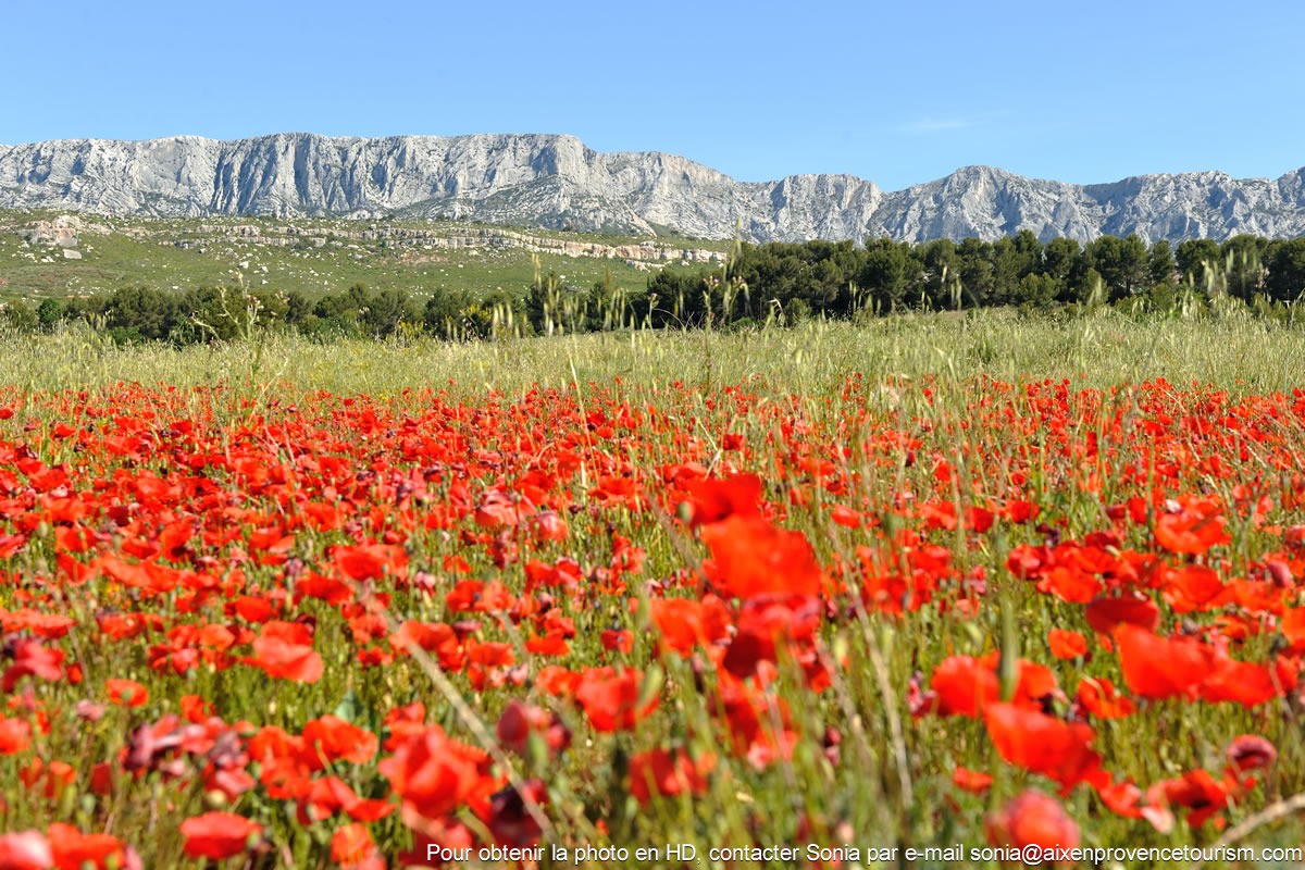 La montagne Sainte Victoire
