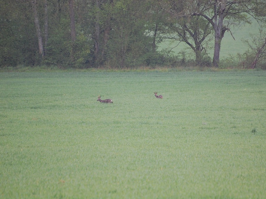 roe deer seen from the gîte