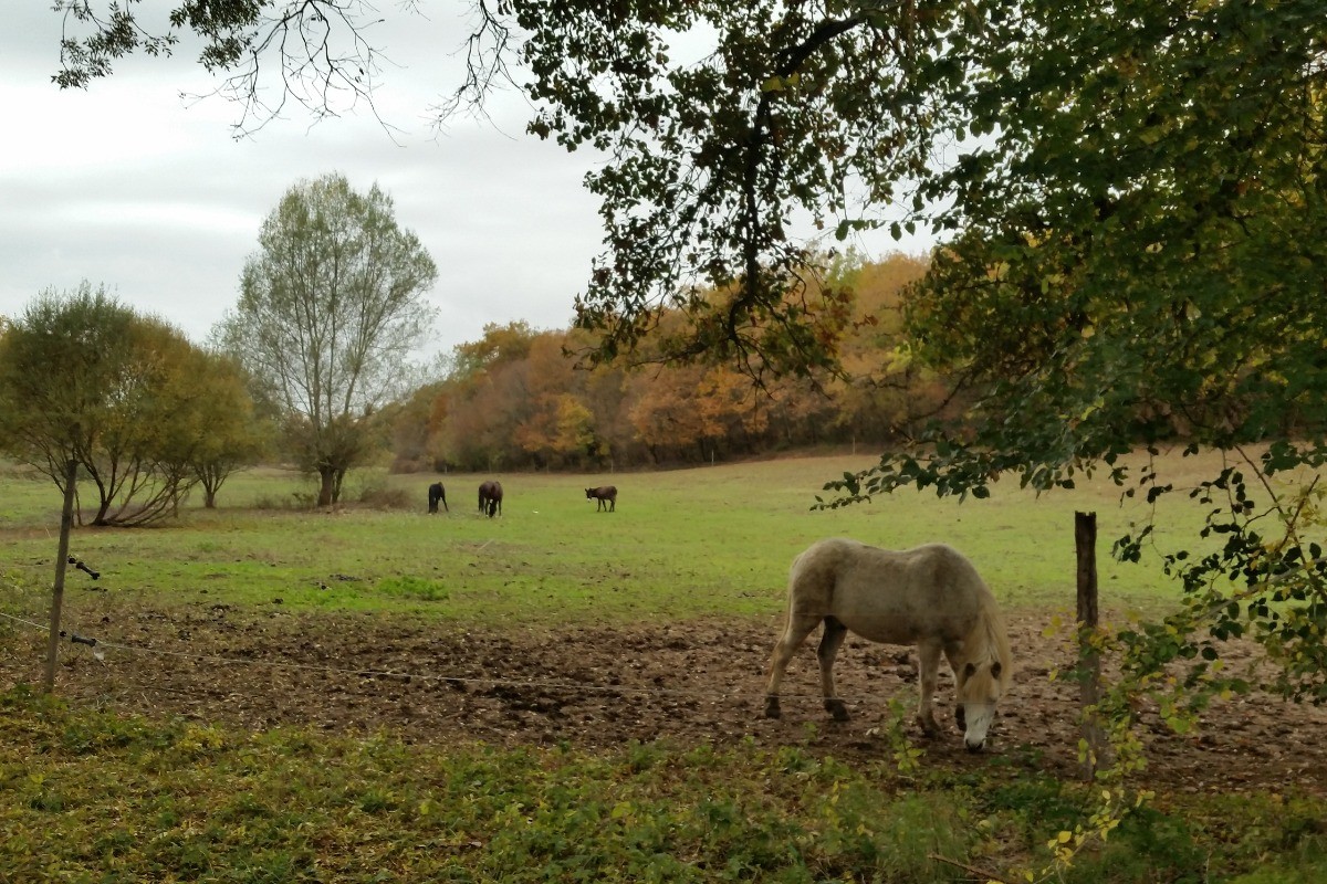 possibilité d'une matinée découverte poney pour les 3/12 ans à certaines dates (monitrice diplômée)