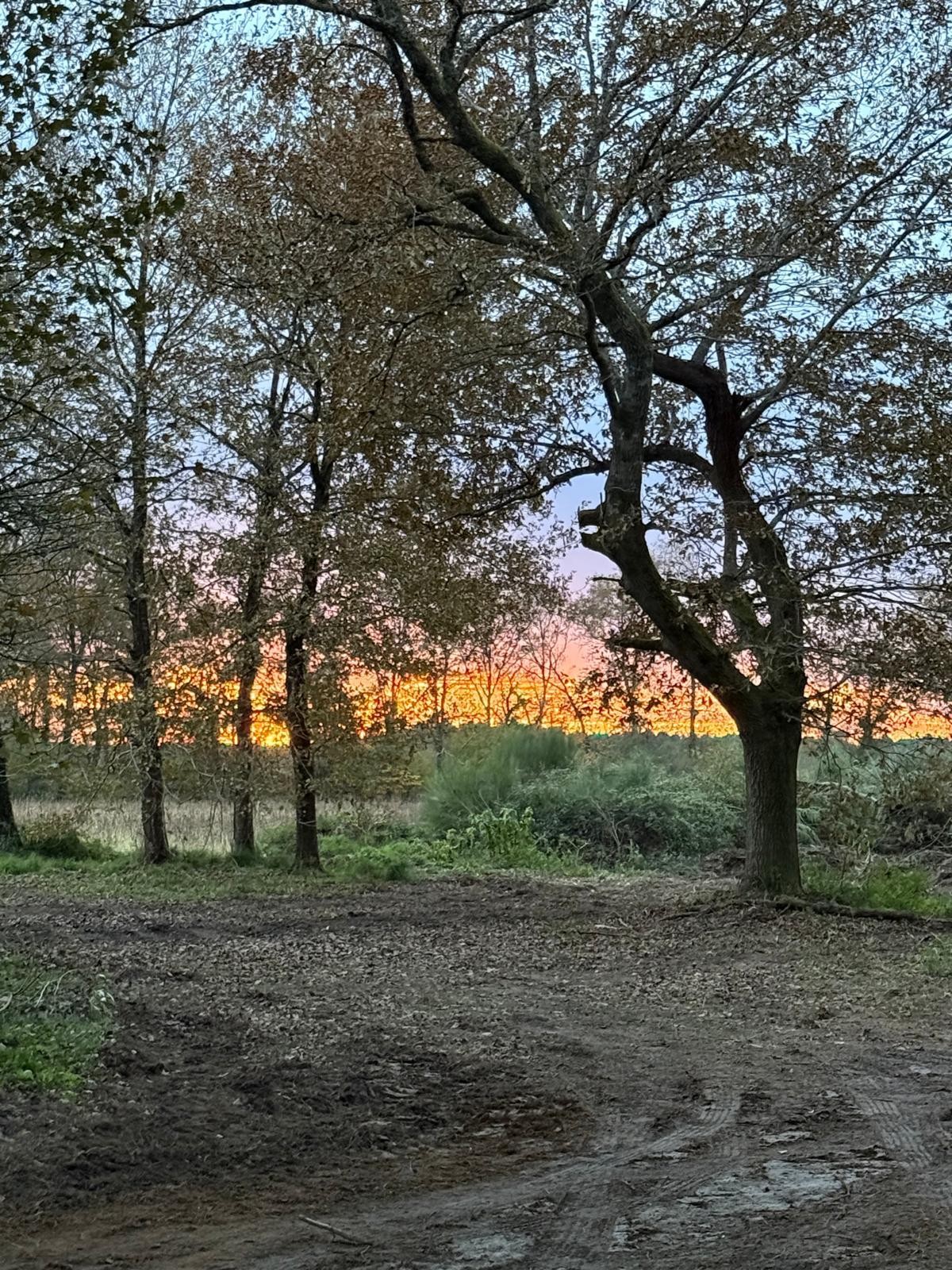 Gîte d'Hybère -  Forêt