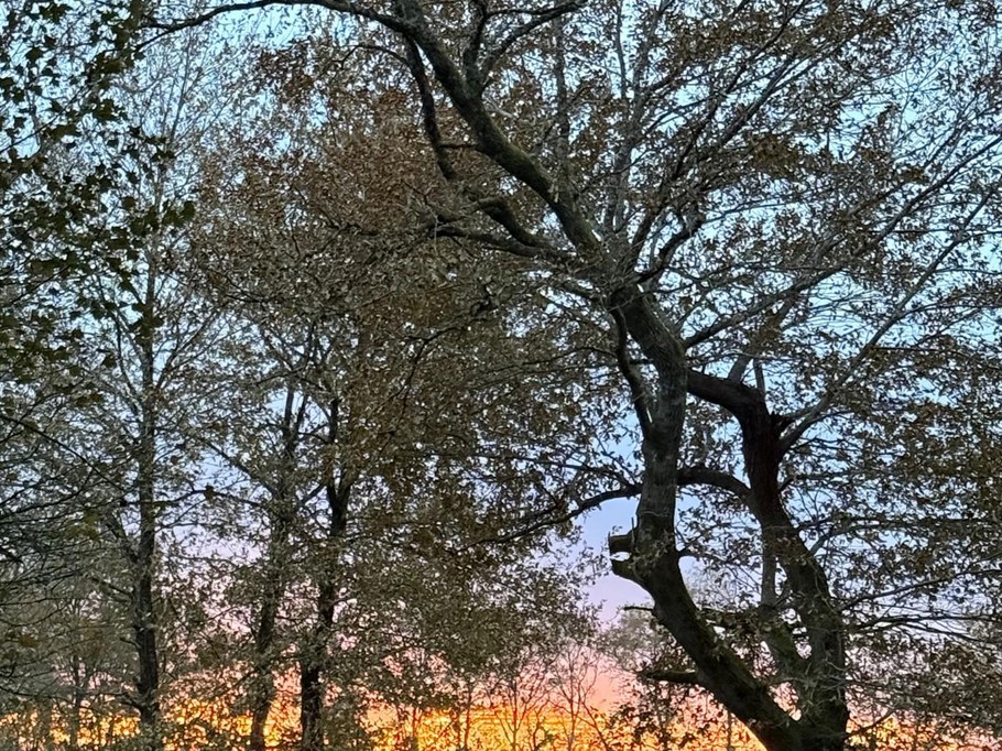 Gîte d'Hybère - Forêt