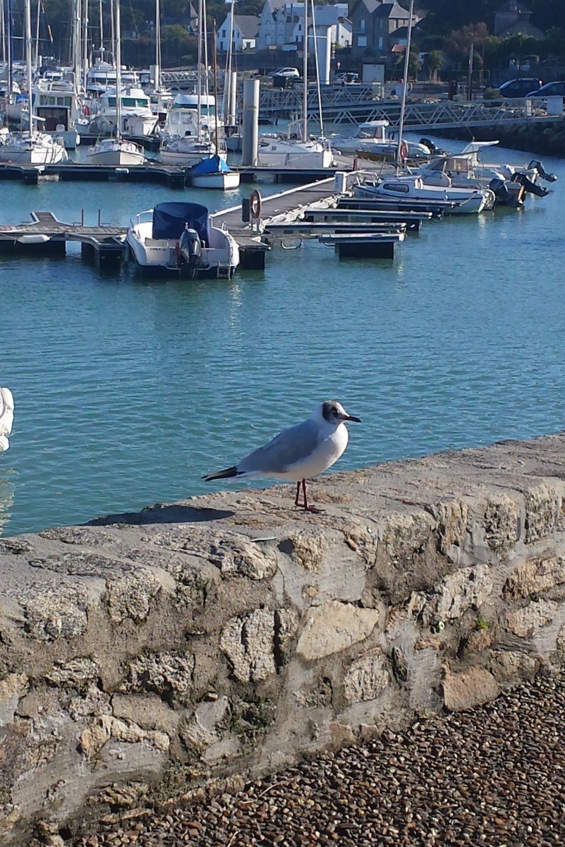 port de Piriac