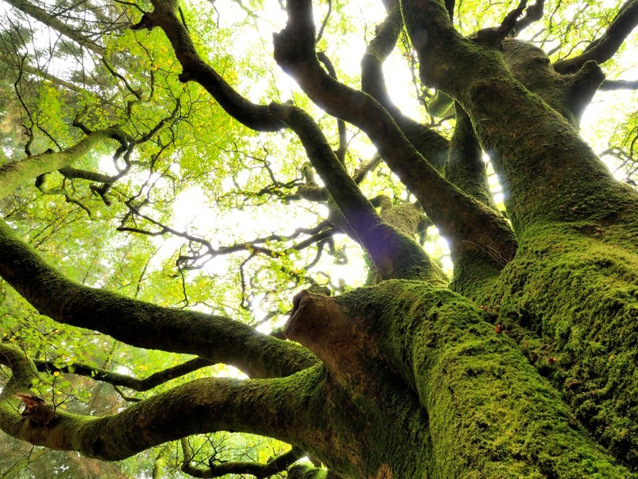 Le Hêtre de Ponthus - Forêt de Brocéliande
Crédits photos : CRTB