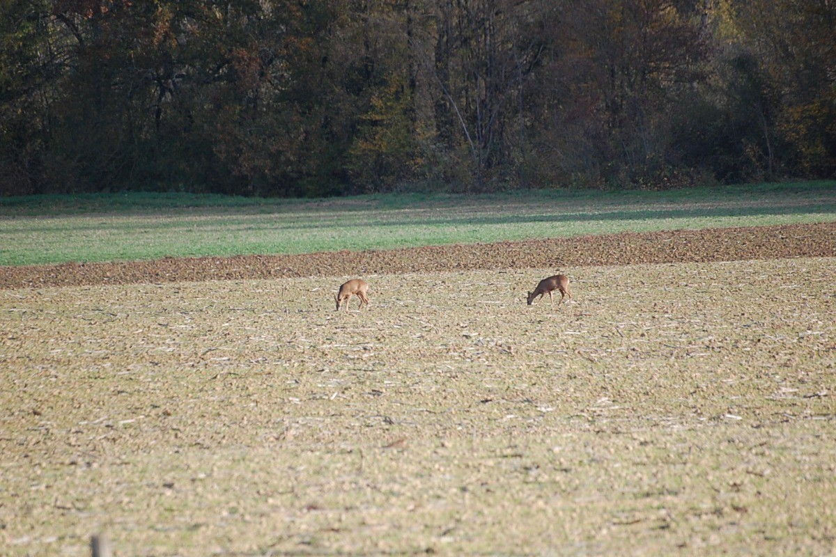 Photo n° 13 de la location