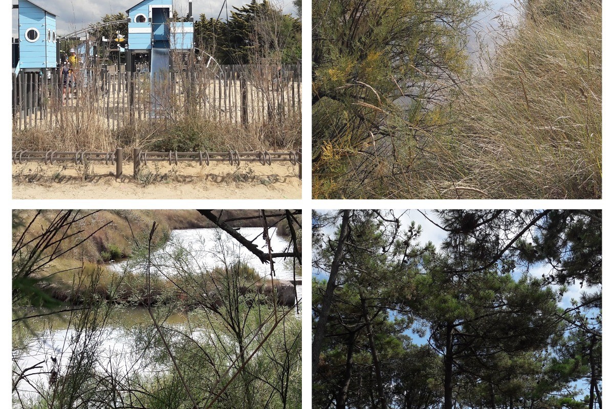 Pour les amoureux de la nature : proximité forêt d'olonne, ballade dans les pins, découverte des marais salants