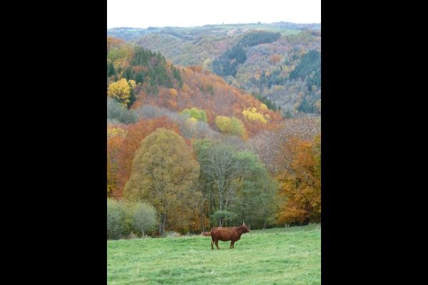 automn