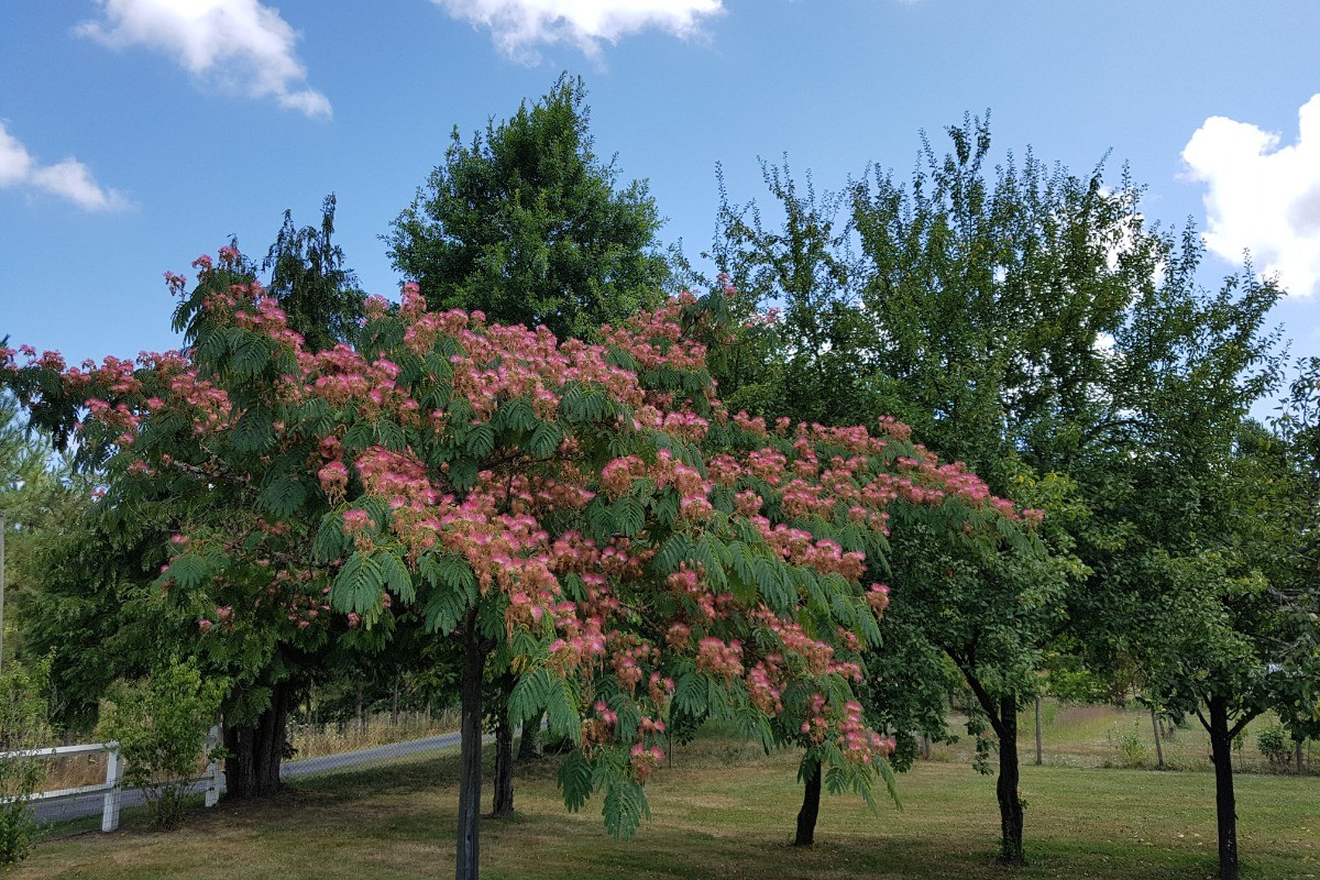Jardin arboré