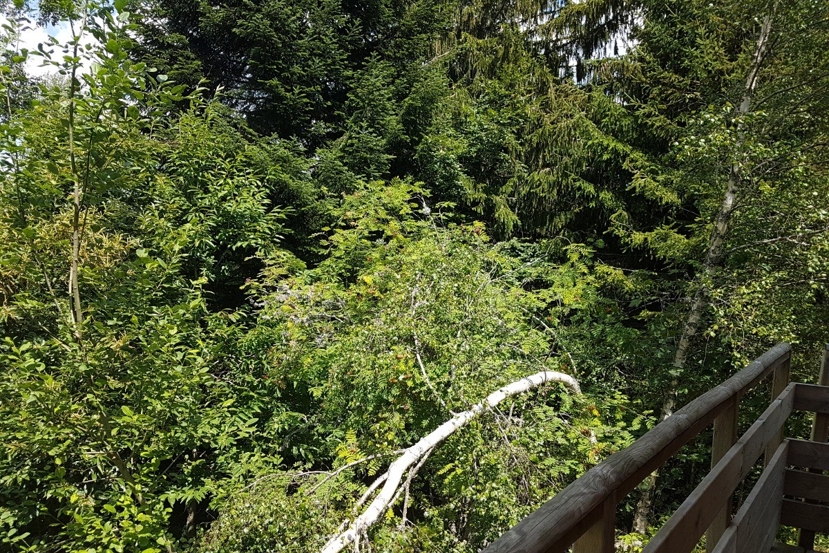 Le REFUGE : Côté Nord en pleine nature