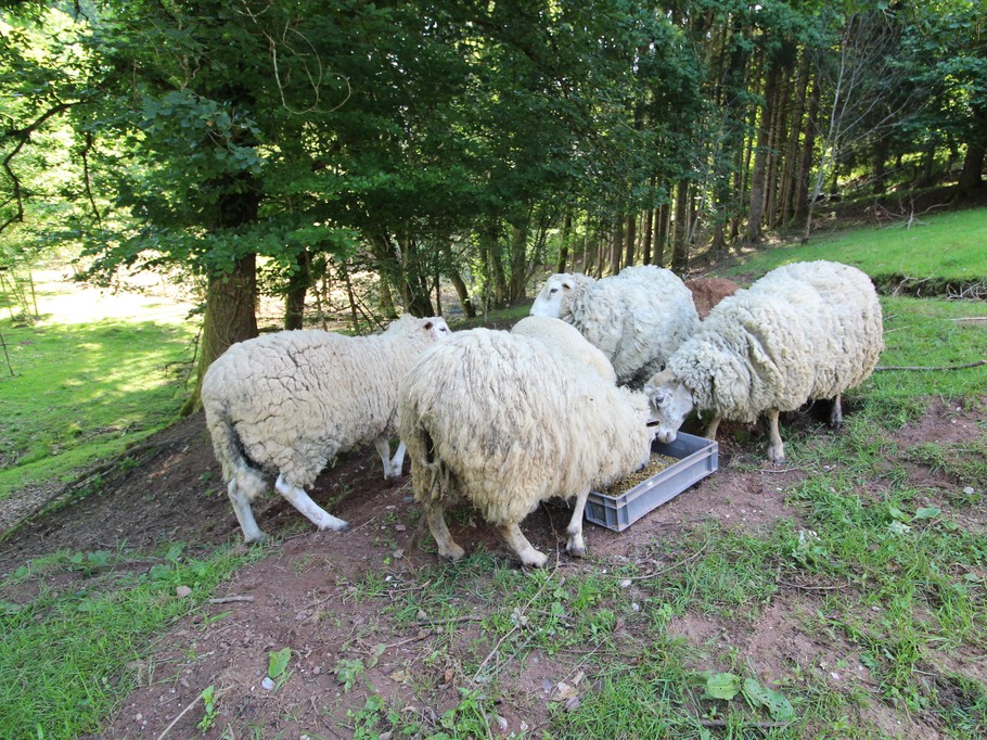Ecogîte Saint-Prayel à Moyenmoutier – Gîte de groupe avec piscine, sauna, jeux