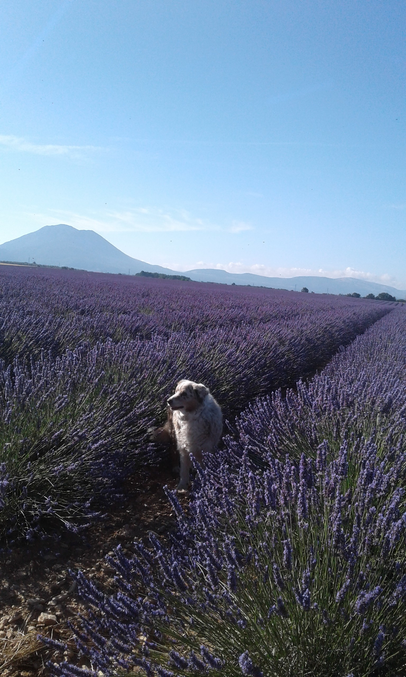 Valensole, les champs de lavande