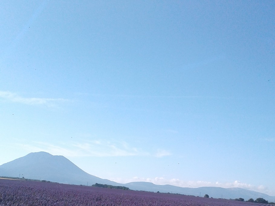 Valensole, les champs de lavande