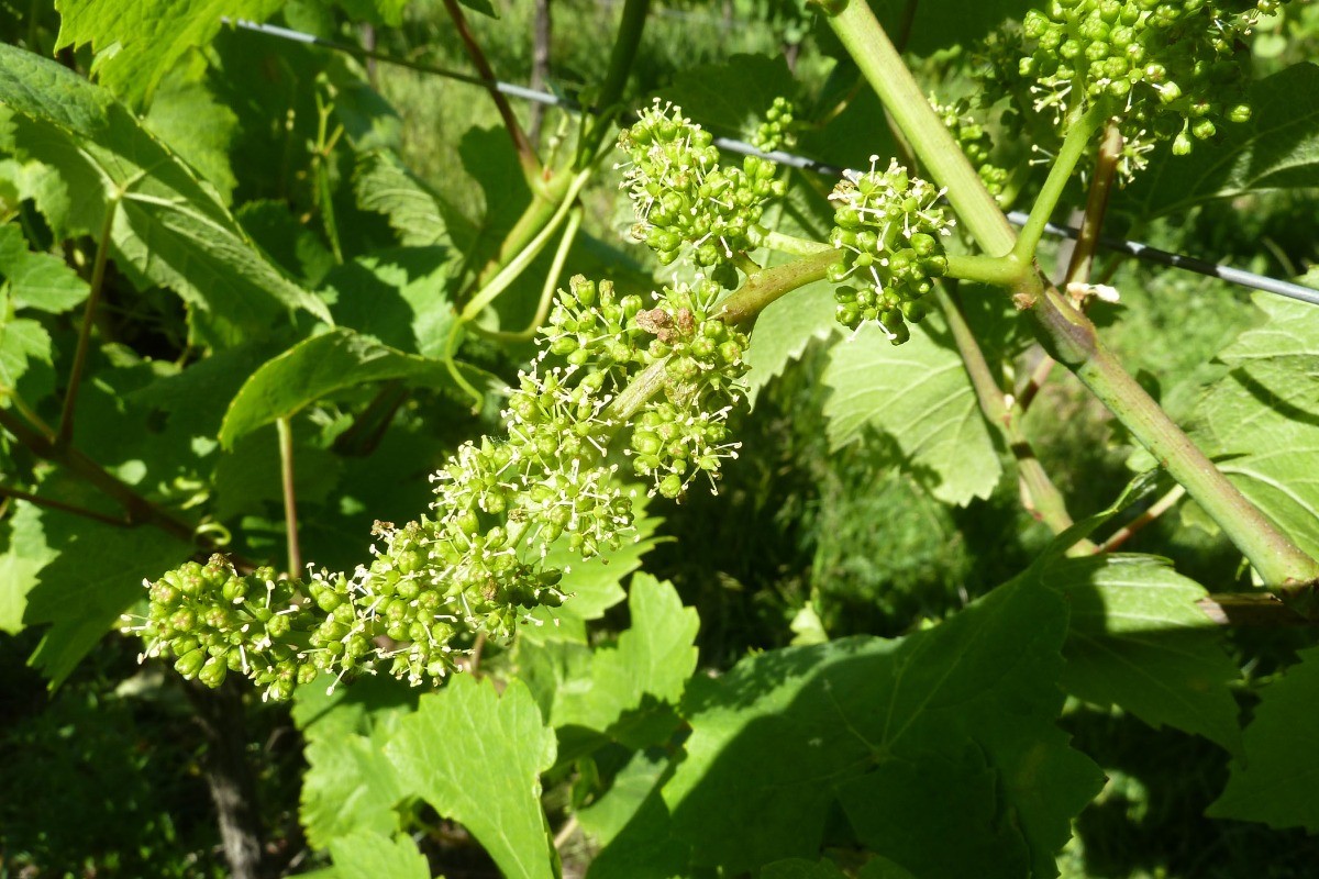 Vigne en fleur