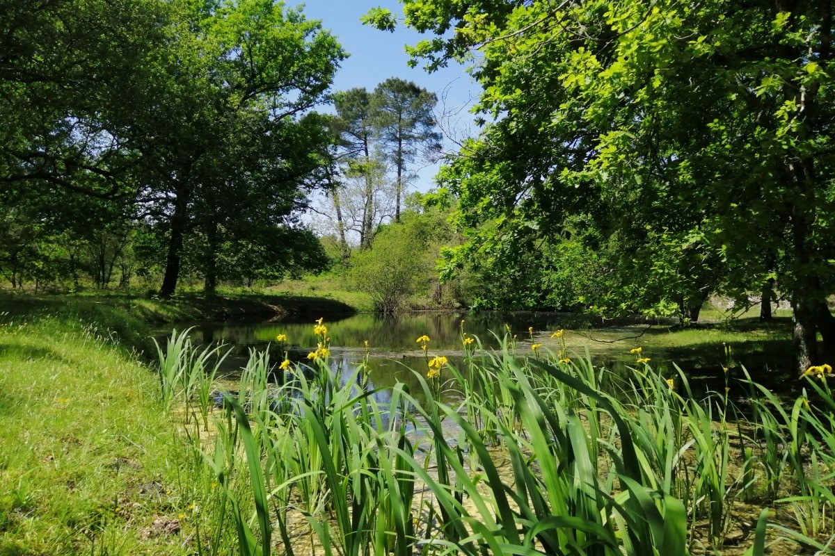 Etang