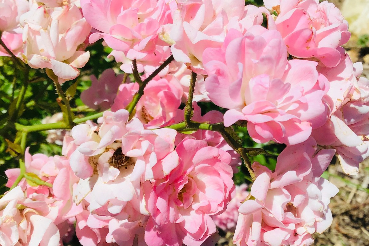 Le petit Chacelou - Rosier du jardin