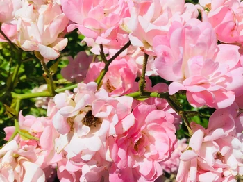 Le petit Chacelou - Rosier du jardin