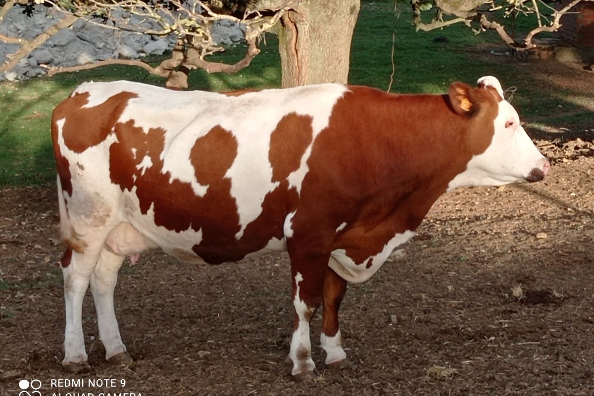 Clevacances - Gîte Chez Franssou Graulhet dans le Tarn en Occitanie - vache montbéliarde