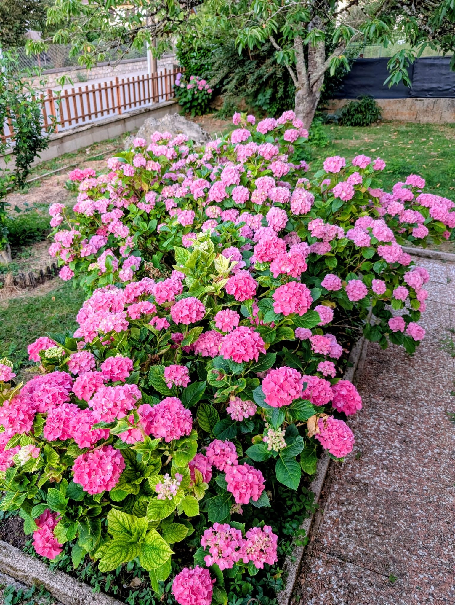 Magnifiques hortensias à l'inspiration de notre Villa Hortense de Nassau