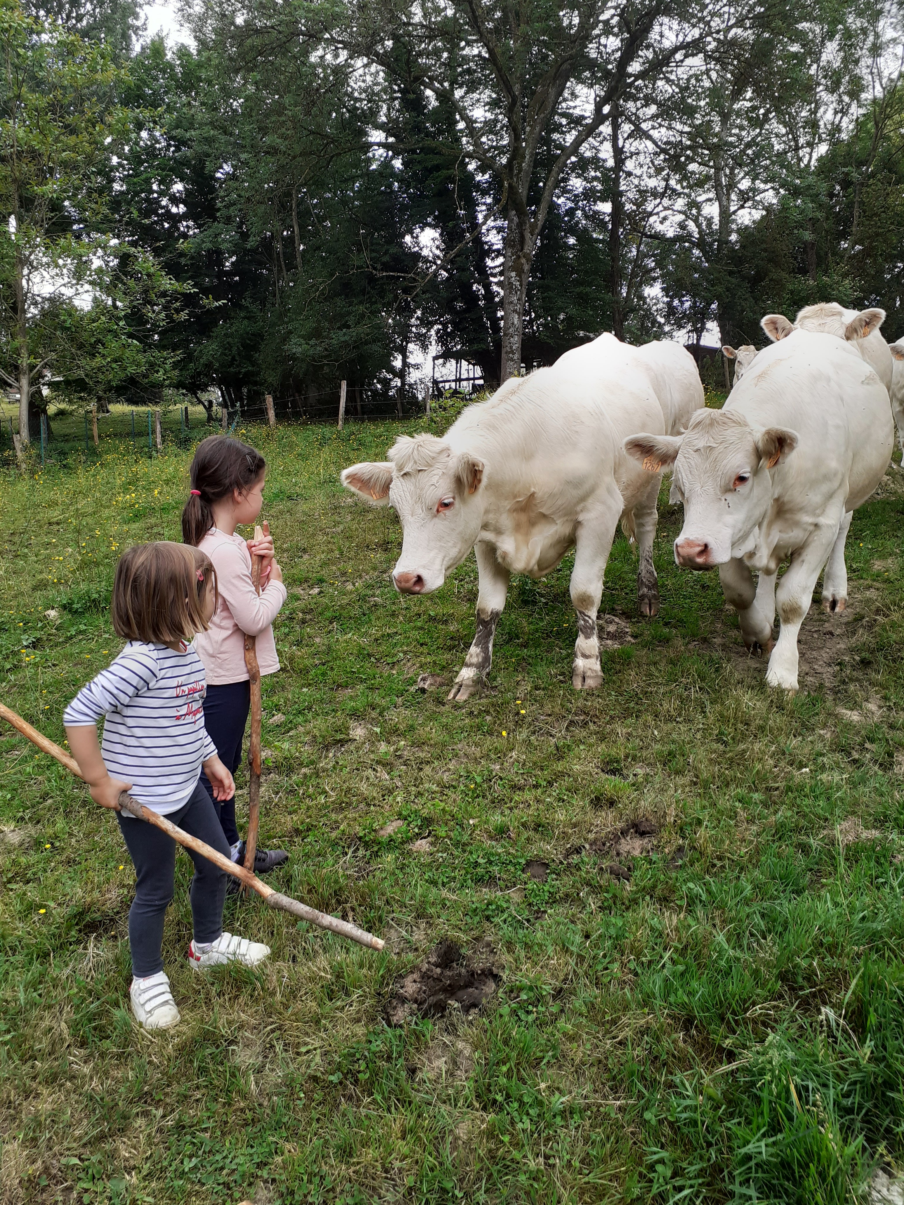 visite des animaux