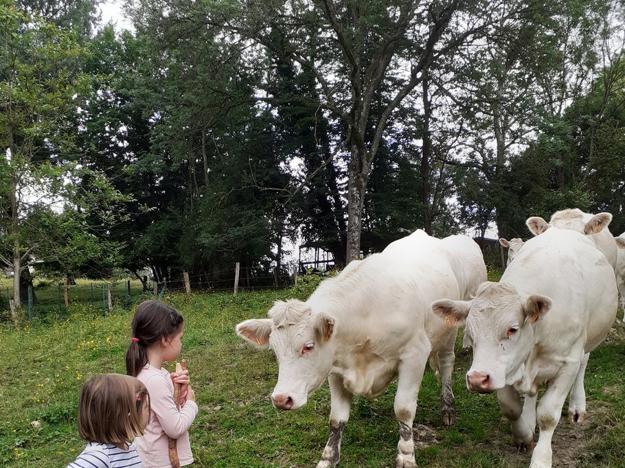 Visite des animaux de la ferme au Gite Entre Terres et Vignes à Châtillon sur Morin en Champagne