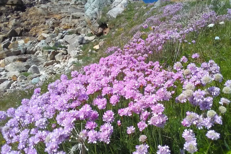 Pointe du château