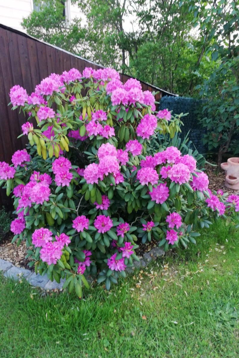 jardin