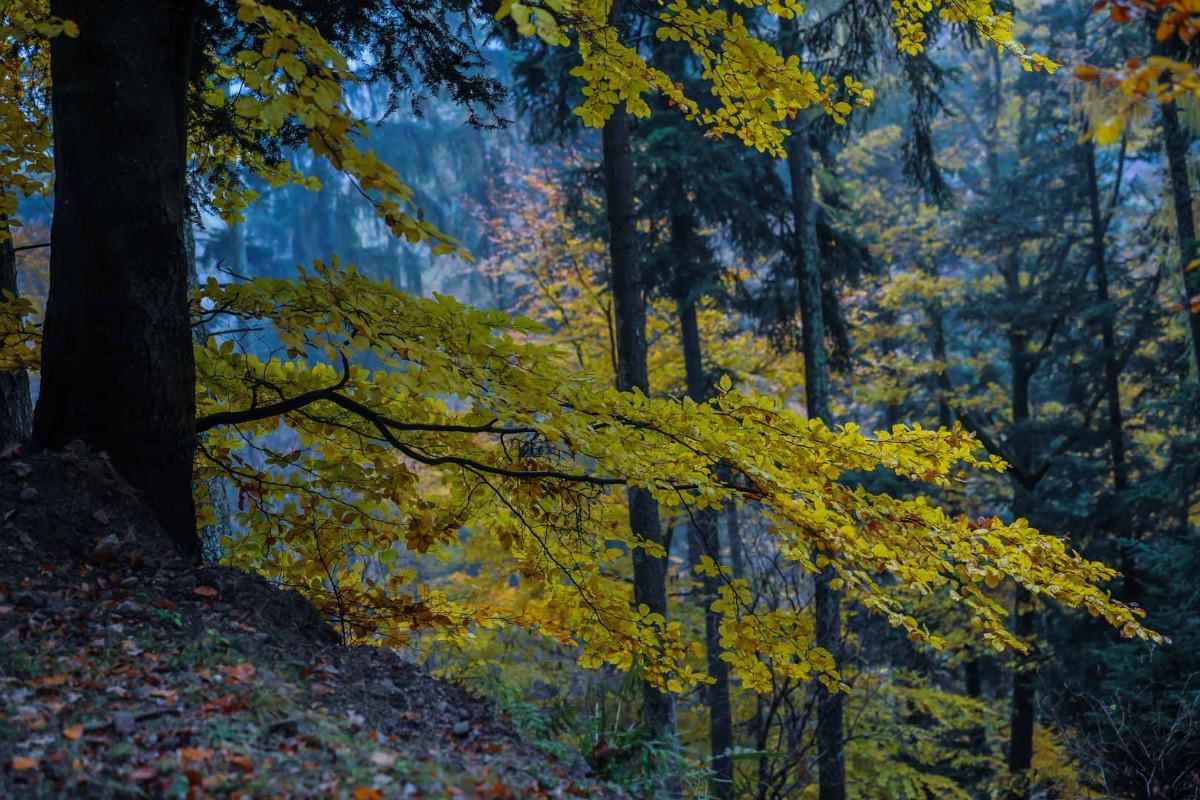 nos sous bois