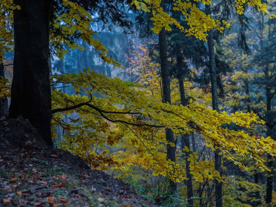 nos sous bois
