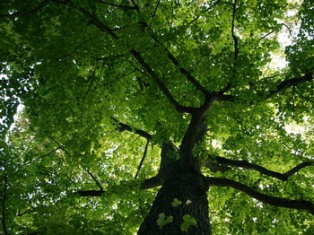 Photo n° 8 de la location